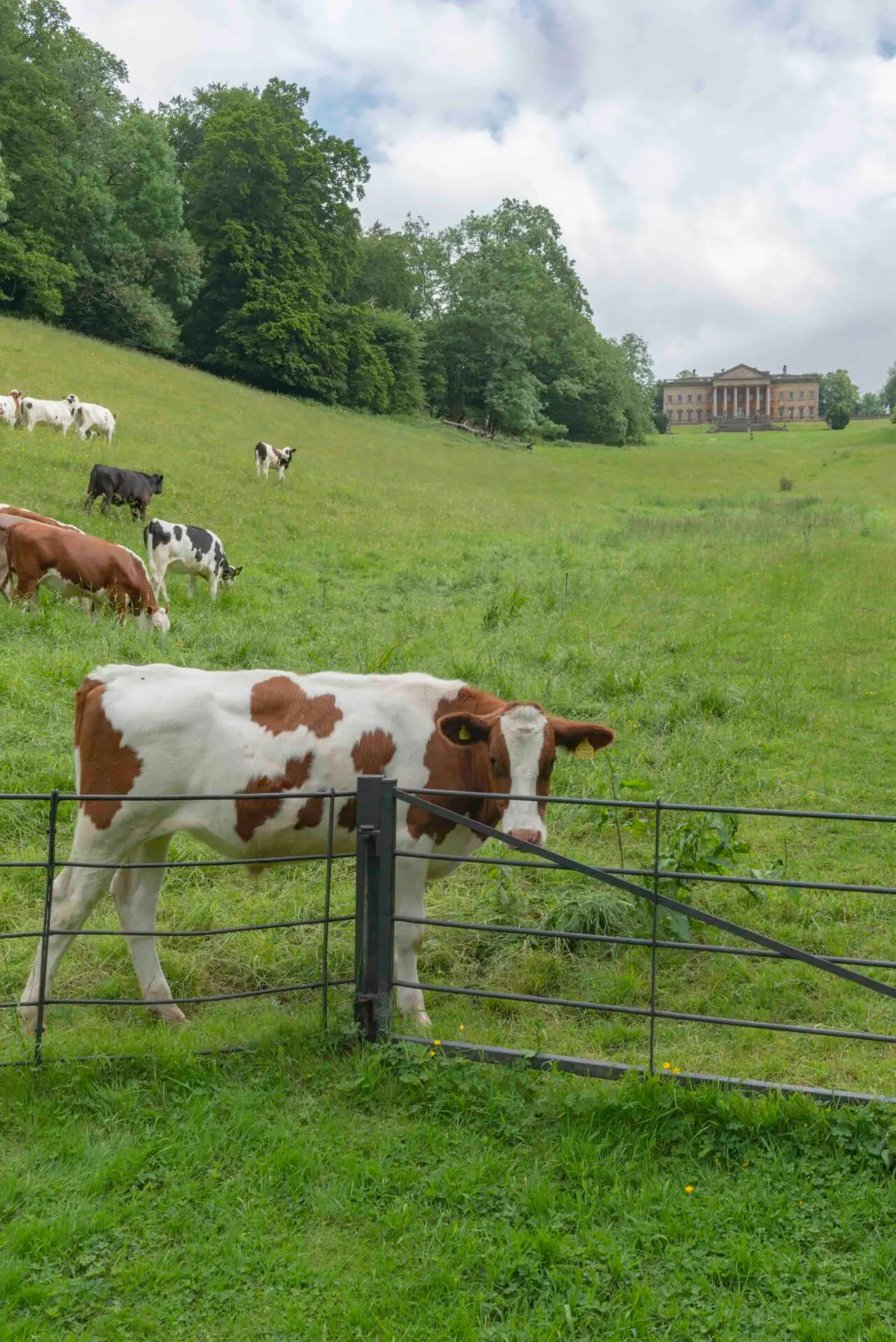 Cows Grazing The Valley in Prior Park Landscape Garden