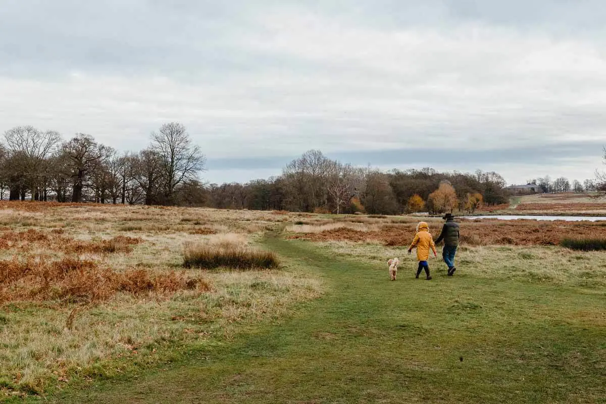 Couple Walking a Dog in Richmond Park