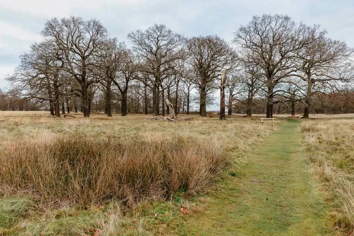 Sidmouth Wood in Richmond Park