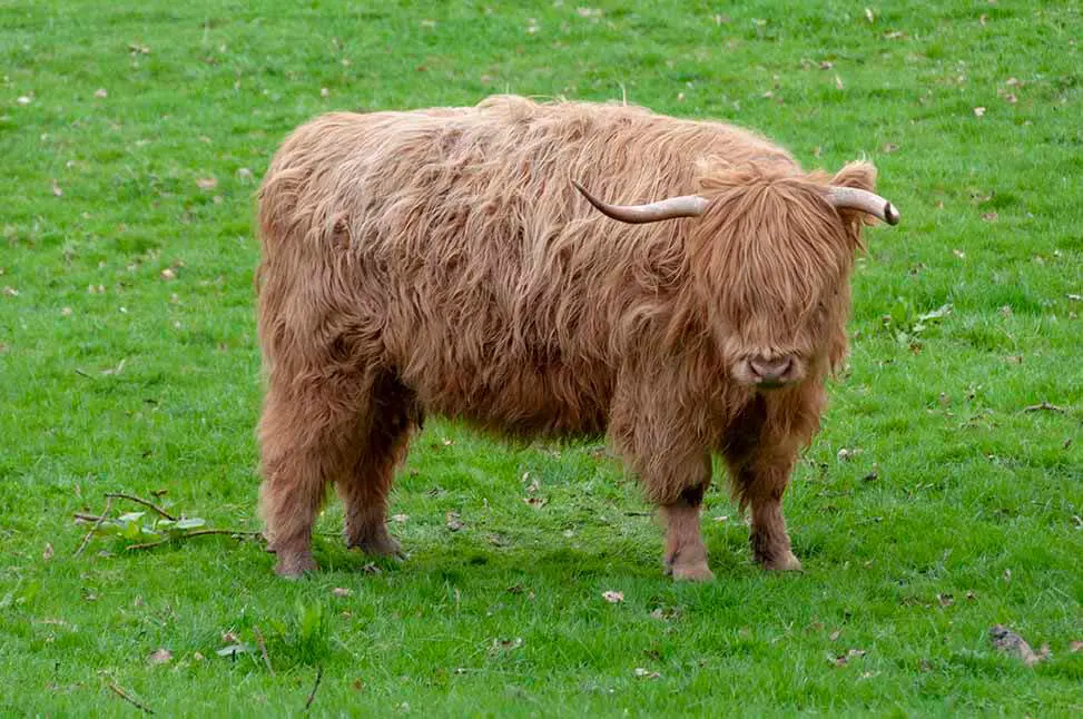 Highland Cow in Pollak Park