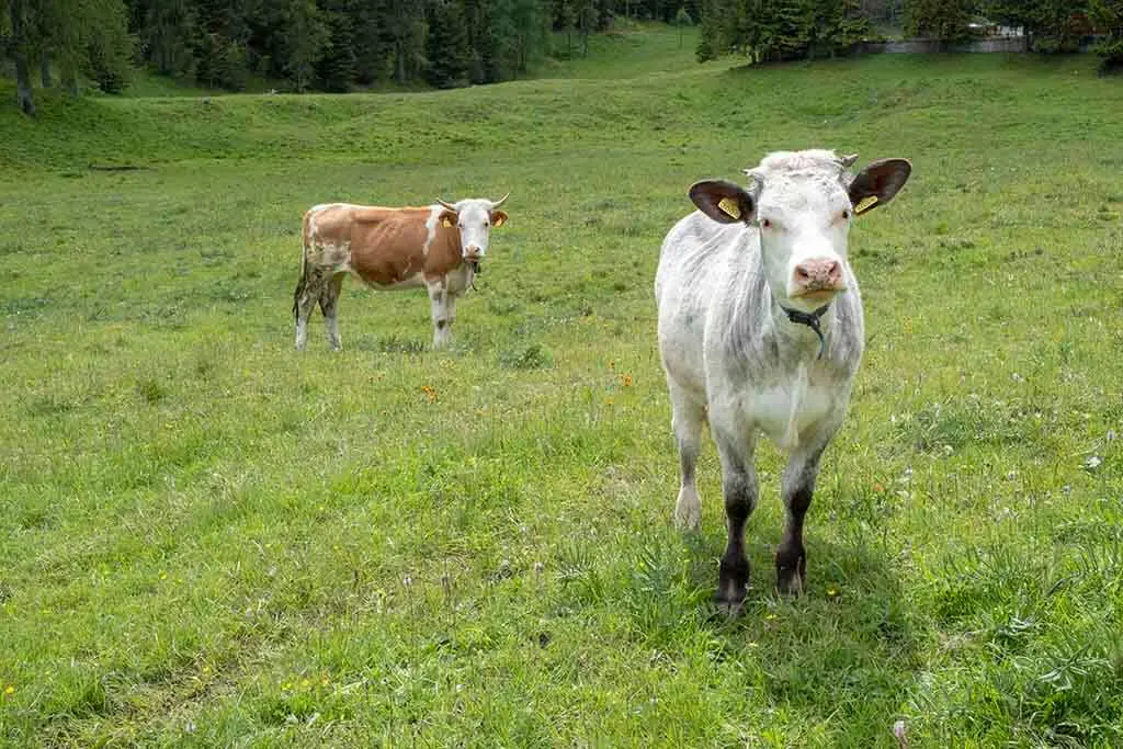 Cows on Lago di Sorapis Hike
