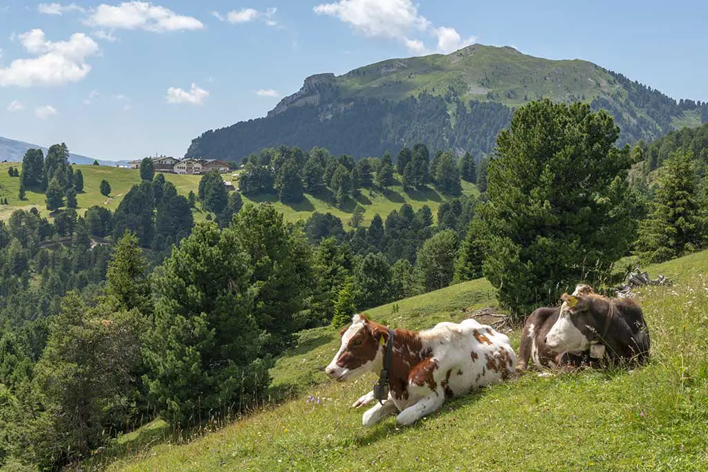 Cows in South Tyrol