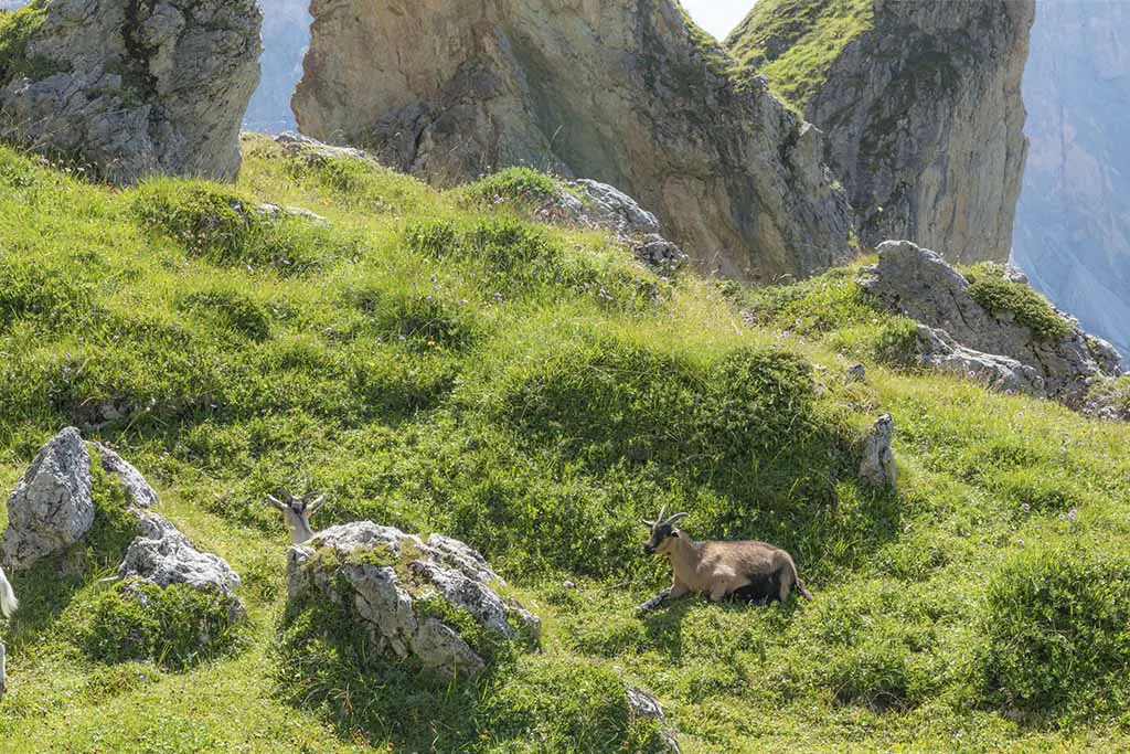 Mountain Goat in South Tyrol
