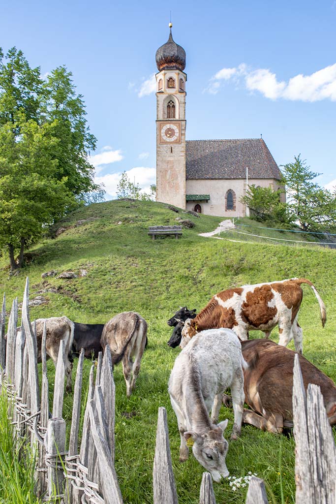 Cows Grazing in South Tyrol Dolomites