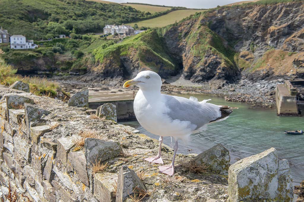 Wellness Inspired Things to Do in Port Isaac