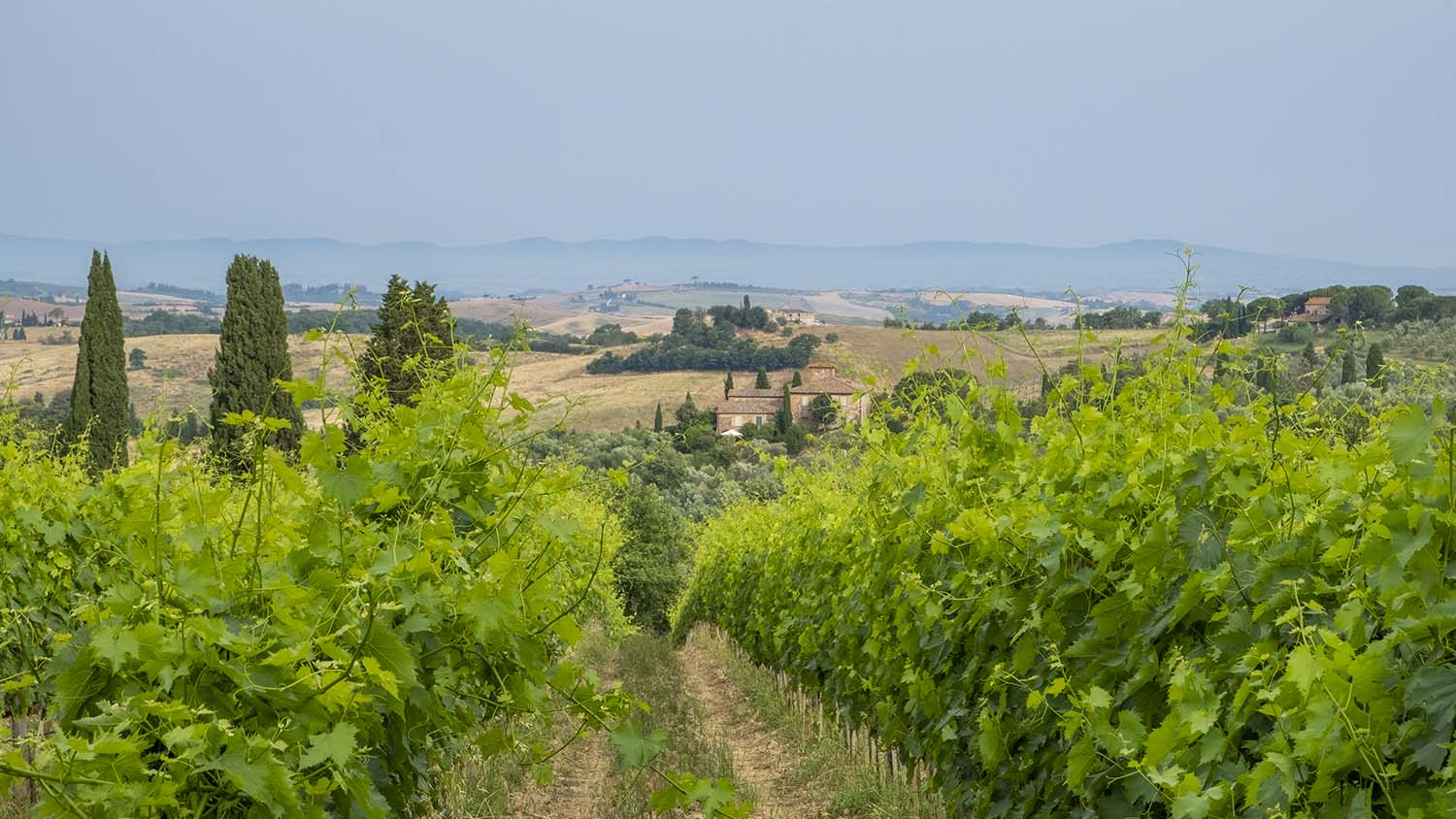 Mindful Travel in Italy: Stroll a Vineyard