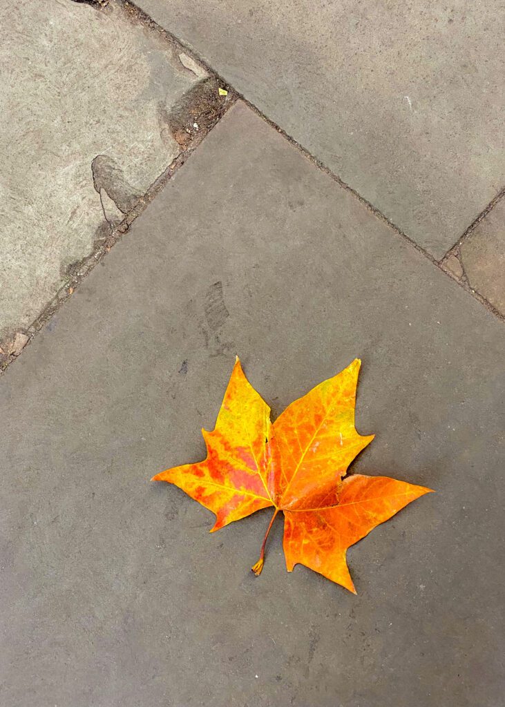 Embracing The Magic of Autumn with Mindful Photography